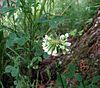Trifolium reflexum.jpg