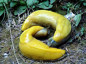 Two Banana Slugs.jpg