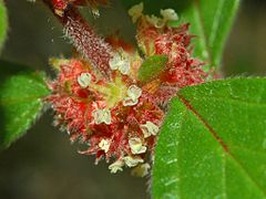 Urticaceae - Parietaria judaica