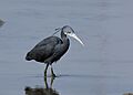 Western Reef Egret Dark Morph AMSM4811