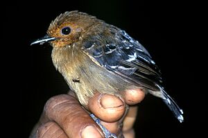Willisornis poecilonotus female-NBII Image Gallery-a00079.jpg