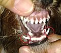 Yorkie's Retained Deciduous or Baby Fangs