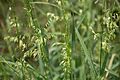 Zizania texana (Texas wild rice) FWS 20534