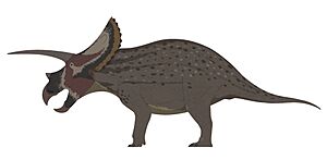 "Torosaurus" utahensis profile reconstruction