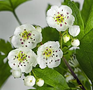 (MHNT) Crataegus monogyna - flowers and buds