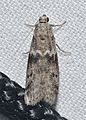 - 6020 – Ephestia kuehniella – Mediterranean Flour Moth (21710969424)