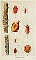 02-Indian-Insect-Life - Harold Maxwell-Lefroy - Kerria-Lacca