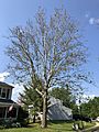 2020-06-04 16 44 33 An American sycamore with a severe infection of Sycamore anthracnose along Tranquility Lane in the Franklin Farm section of Oak Hill, Fairfax County, Virginia