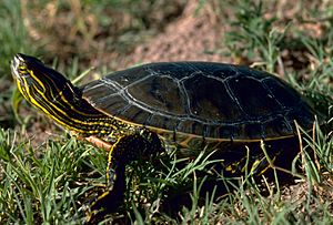A4 Western painted turtle