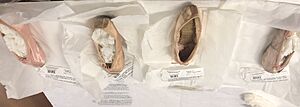 APAC Ballet Slippers