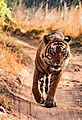 A tiger in Ranthambore National Park (2016)