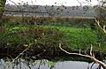 Across the dyke - geograph.org.uk - 616867 cropped