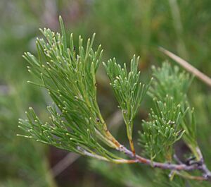 Adenanthos meisneri foliage