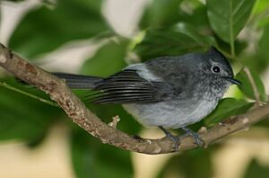 African Crested-Flycatcher (Trochocercus cyanomelas).jpg