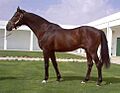 Alysheba20052