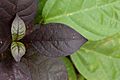 Amaranthaceae 8217