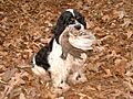 American Cocker Spaniel with partridge