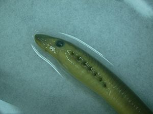 American brook lamprey Facts for Kids