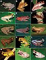 Amphibians from Santa Teresa (10.3897-zookeys.857.30302) Figure 4