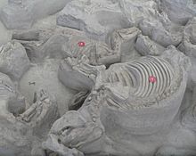 Ashfall Fossil Beds - Teleoceras and Cormohipparion