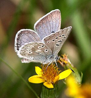 BLUE, ARCTIC (Plebejus glandon) (6-14-13) 8800ft, hannigan ck, 2 m north of hannigan lodge, greenlee co, az (1) (9059083533)