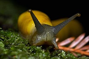 Banana slug closeup