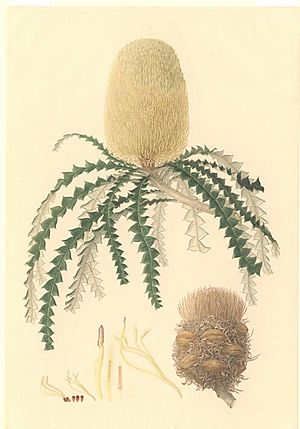 Banksia speciosa (Bauer)