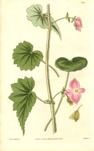 Begoniaceae - Begonia gracilis