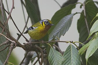 Black-eared Shrike-babbler Neora Valley National Park West Bengal India 29.04.2016