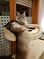 Black Silver Tabby 7 months old male Maine Coon
