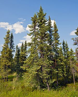 Black spruce stand at Arctic Chalet, Inuvik, NT.jpg