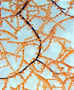 Blackcoral colony 600