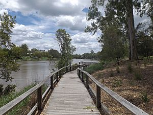 Boardwalk along Brisbane River at Sherwood Arboretum