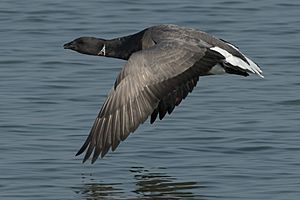 Brent goose (Branta bernicla) in flight 2