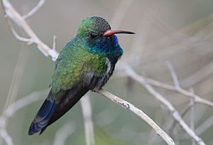 Broad-billed Hummingbird (33591583320).jpg