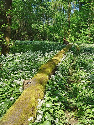 Brumby Woods, Scunthorpe - geograph.org.uk - 793113