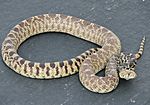Buckley gopher snake