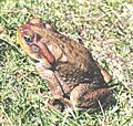 Bufo achavali01