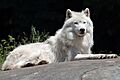 Canis lupus arctos PO