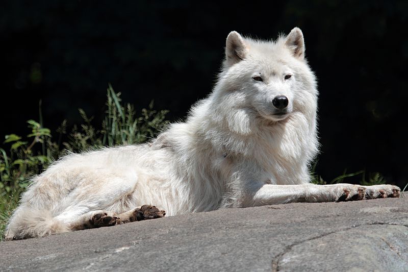 Canis lupus arctos PO