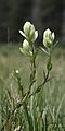 Castilleja sulphurea habitus