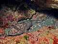 Cephaloscyllium umbratile2