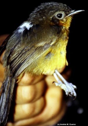 Cercomacra parkeri (Parker's Antbird) (7171434918).jpg