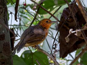 Cercomacroides fuscicauda - Riparian antbird (female).jpg