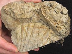 Chipaque Formation 2 - Oysters - Sandstone Bed - Chipaque - Cundinamarca