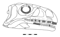 Coloradisaurus skull reconstruction.png