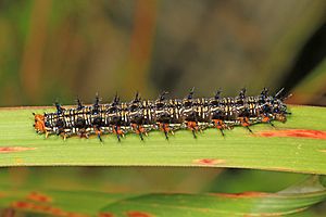 Common Buckeye caterpillar - Junonia coenia, Occoquan Bay National Wildlife Refuge, Woodbridge, Virginia - 30347637654
