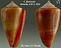 Conus flavescens 10