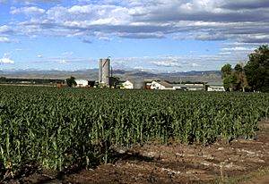 Corn production in Colorado