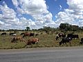Cows grazing under the african sun